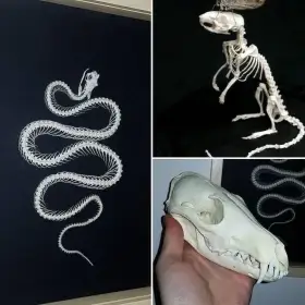 Přeberu / odkoupím úhyny zvířat (preparace, preparáty, mrtvoly..)