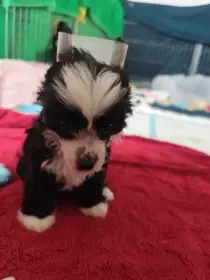 Štěňata čínského chocholatého psa