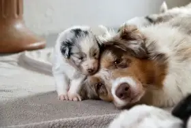 K dispozici rozkošná štěňata australského ovčáka