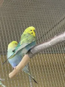 Duhové andulky 2025