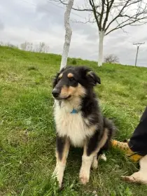 Štěňata v typu kolie, bez PP