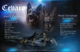 Nemecký ovčiak s PP, rezervácie