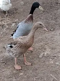 Prodám pár indický běžec