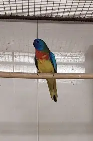 Neoféma modrohlavá