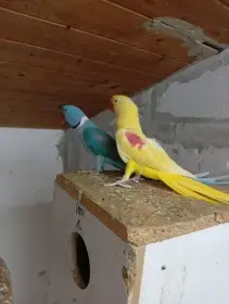 Alexandr velký mutace