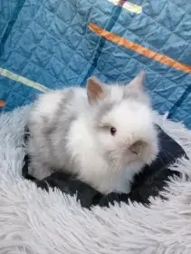 Zakrslý králíček teddy J4