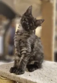 Mainská mývalí kočička s PP