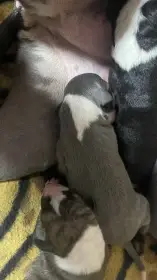 Vipet- štěňátka s PP