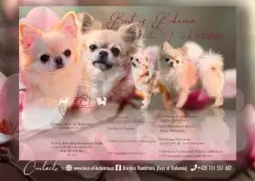 Čivava dlouhosrstá s PP (FCI)