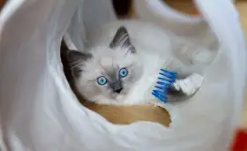 Poslední volné koťátko Ragdoll s PP