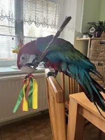 Ochočená ara zelenokřídlá, Rotty