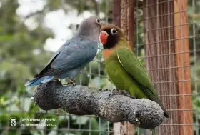 Agapornis hnědohlavý