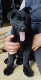 Štěně německého ovčáka s PP