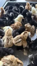 Kuřata na barevná vejce