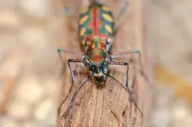 Cicindela (Cosmodela) aurulenta