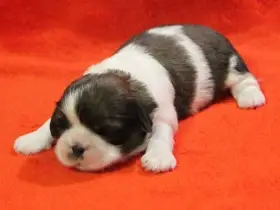 Shih-tzu, ši-cu štěňátka s PP FCI