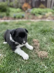 Border kolie štěně bez PP