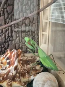 Kudlanka Heriodula Majuscula