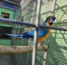 Ara ararauna Prodám