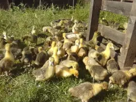 Housata,Mulardi a Perličky