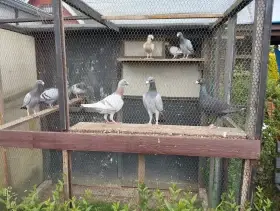 Prodám Německe výstavní holuby