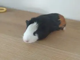 Holčička k druhému morčeti