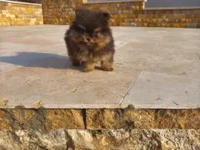 Pomeranian
