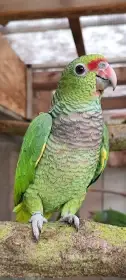 0.1 Amazona Vinacea