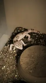 2,3 Eublepharis angramainyu Ilam NZ 05-8/2022