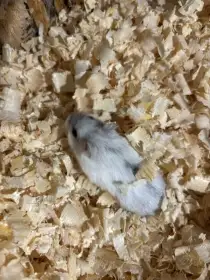 Křeček džungarský