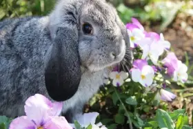 Zakrslý beránek činčilový