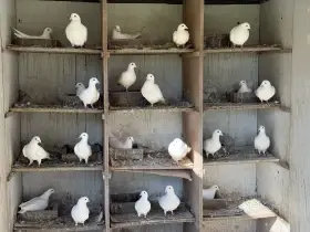 Bílí poštovní holubi