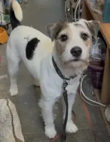 Krytí Parson Russel