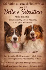 Štěňátka australského typu bez PP