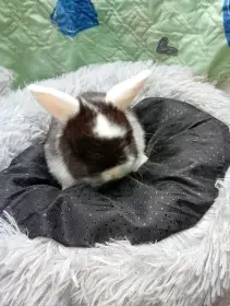 Zakrsli beranci vrh n