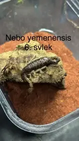 Štíři - aktuální nabídka - 13.4