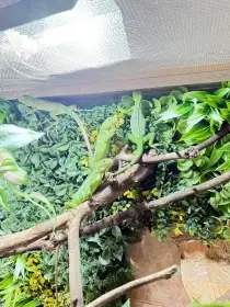 Iguana delicatissima