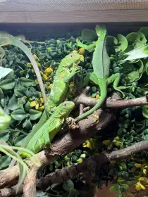 Iguana delicatissima