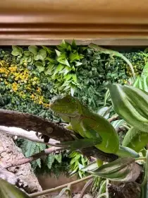 Iguana delicatissima