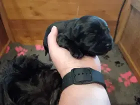 Knírač malý černý s PP