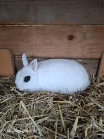 Zakrslý Hototský králík