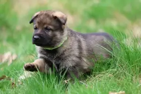 Německý ovčák štěňata s PP