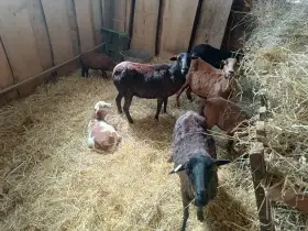 Prodám jehňata Kamerunské ovce