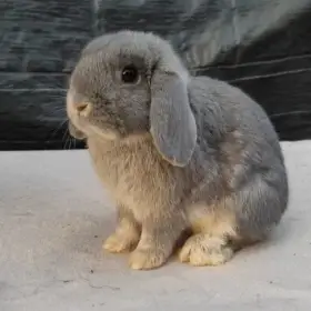 Zakrslý beran divoce modrý (perlový)