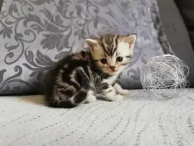 Britská koťátka s PP