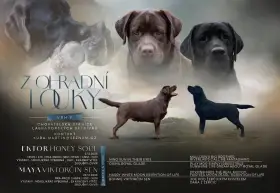 Labradorský retriever s PP