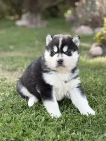 Sibiřský husky, chov krásných štěňat z Kennel Clubu/FCI.