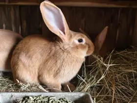 Burgundský králík