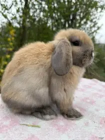 Zakrslý beránek Minilop