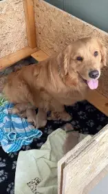 Zadám štěňata Zlatého retrívra